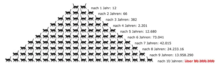 Statistik Katzenvermehrung